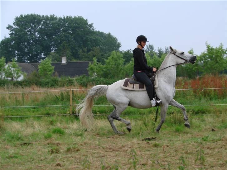 Traver Orlov abita nordhøj - Juli 2009 billede 11