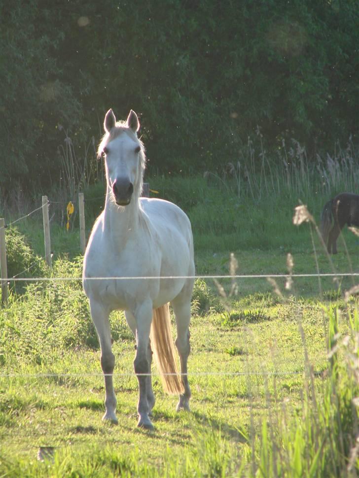 Traver Orlov abita nordhøj - 1 juni 2009 billede 12