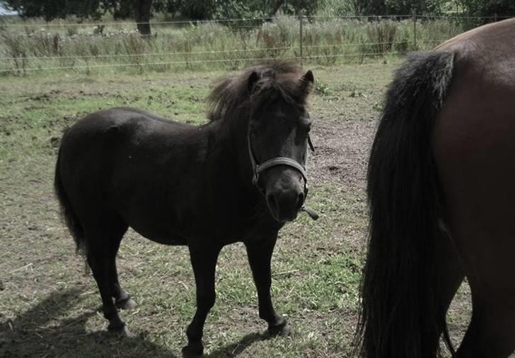 Shetlænder Miranda † - (L)´ mmm, mad  billede 11