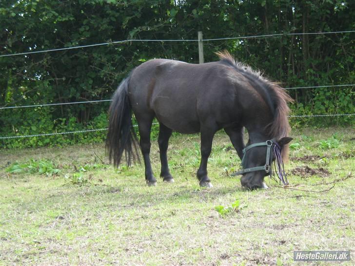 Shetlænder Miranda † - (L)´  billede 12