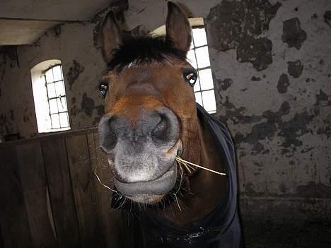 DSP Barbette - halløj<3 billede 13