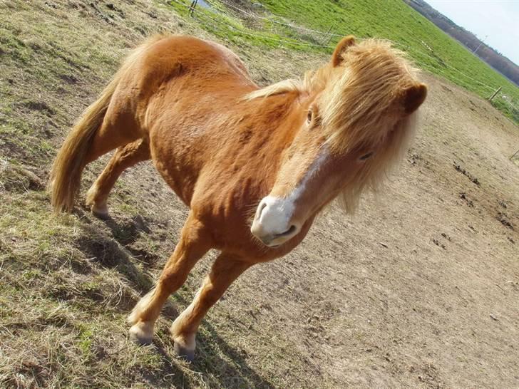 Islænder Assa fra Himlingøje - Mit Yndlingsbillede af hende !! <3 billede 1