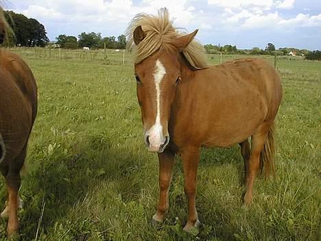 Islænder Assa fra Himlingøje - Billedet er fra år 2001 billede 2