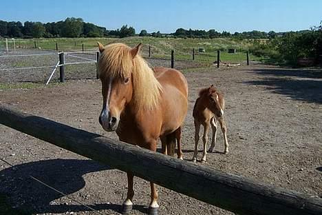Islænder Assa fra Himlingøje - Assa og hendes vidunderlige føl billede 3