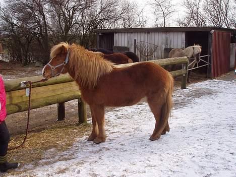 Islænder Assa fra Himlingøje - Tog det her billede første gang jeg var ude og prøve hende .. var bare forelsket ! billede 4
