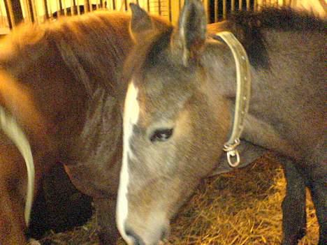 Dansk Varmblod Cortez H (død) billede 10
