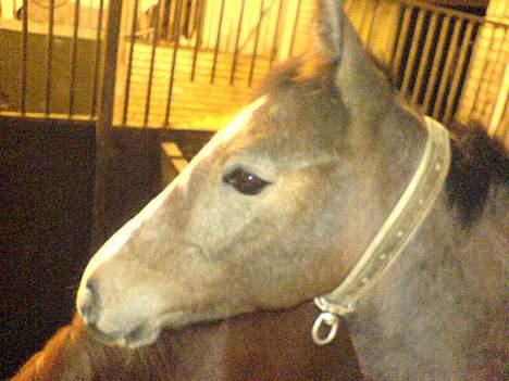 Dansk Varmblod Cortez H (død) billede 11