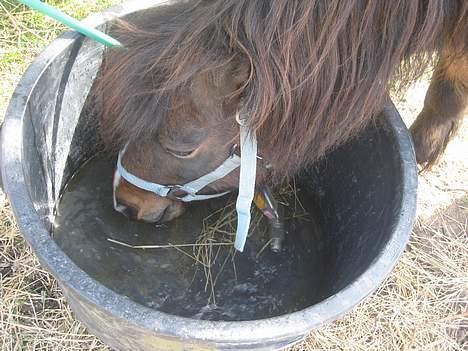 Anden særlig race Sera. R.I.P 2-9-10 - Van d(Annemette musen er meste fotografen 8D) billede 15