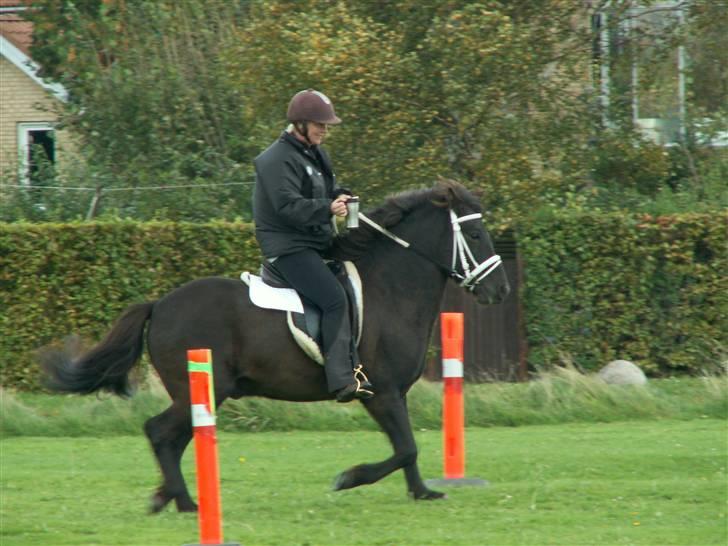 Islænder Fakur - Så er der øl tølt  billede 13