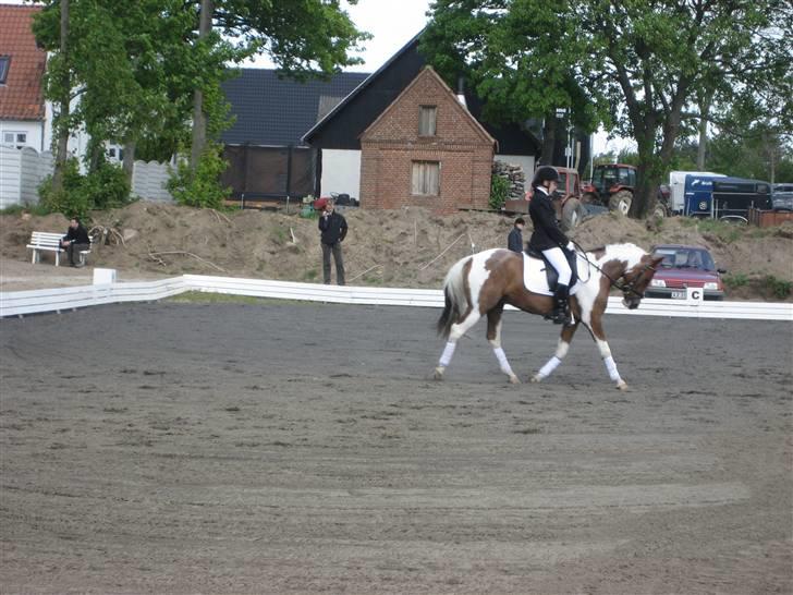Pinto Bacardi - lille ballemus billede 1