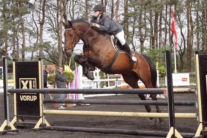 Dansk Varmblod Rocky af Lilleris - 5# billede 5