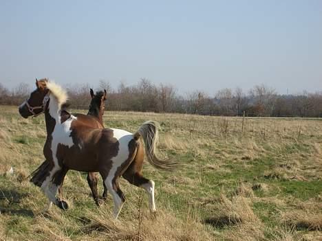 Pinto Bacardi - nu ville jeq lege, kom Brandy vi løber om kap .  billede 6