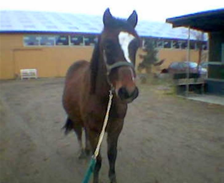 Anden særlig race jamie billede 20