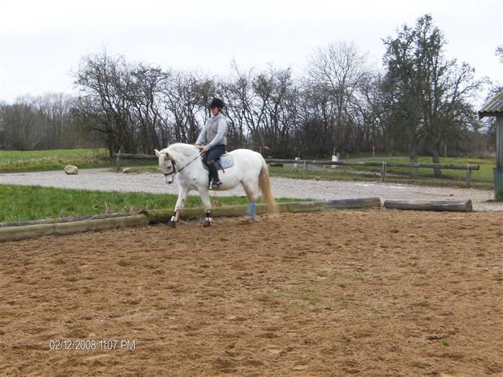 Anden særlig race Bonnie <3 - bonnie er på A.U.G.R.. Skal til at ride pony games ....<3 billede 13