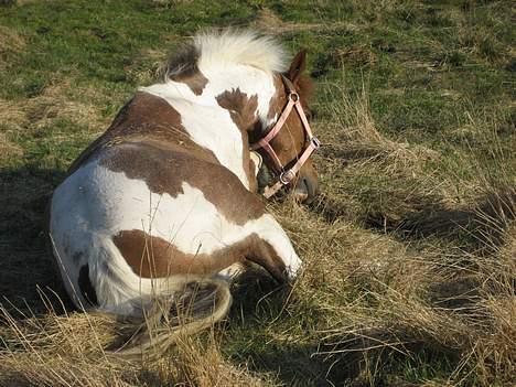Pinto Bacardi - lige en lille ruller - ohh gider ikk´ til at op. billede 7