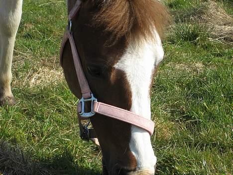 Pinto Bacardi billede 8