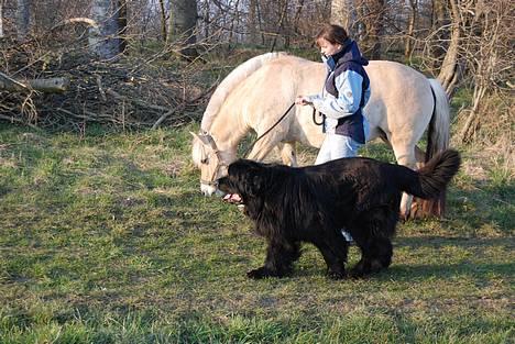 Fjordhest Jackie billede 20