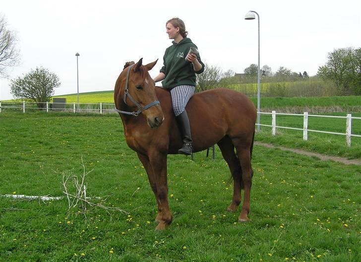 Dansk Varmblod Chassé Zai † - Chassé hjemme på banen, med sin military pokal. billede 17