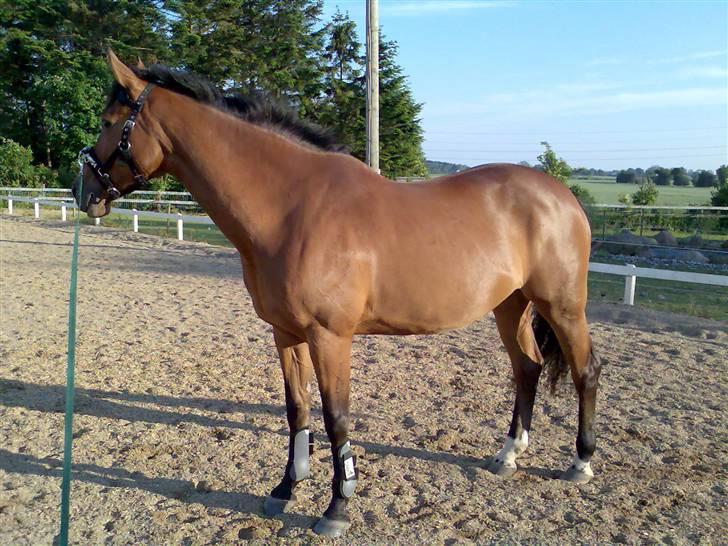 Dansk Varmblod Hedelykkes Lea-SOLGT-RIP billede 13