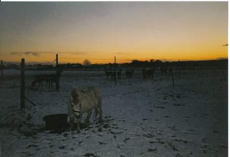 Anden særlig race Mille/Ginny ( aflivet) billede 15