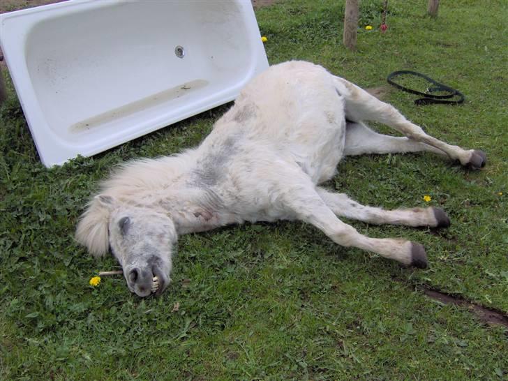 Anden særlig race Mille/Ginny ( aflivet) billede 16