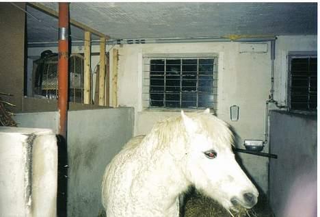 Anden særlig race Mille/Ginny ( aflivet) billede 17