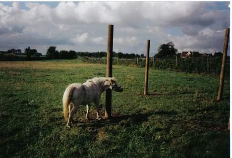 Anden særlig race Mille/Ginny ( aflivet) billede 18