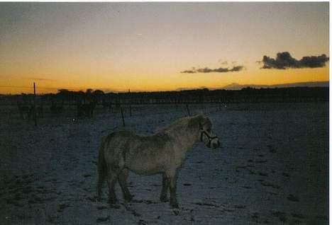 Anden særlig race Mille/Ginny ( aflivet) billede 19