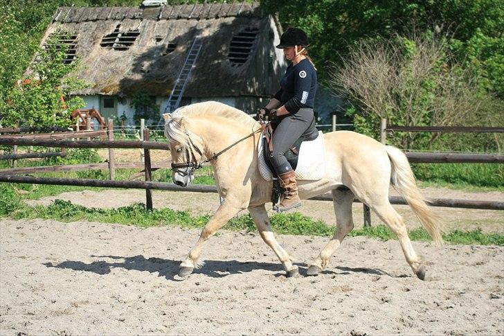 Fjordhest Mosegårdens elegant - Mosegårdens Elegant maj 2011 billede 7