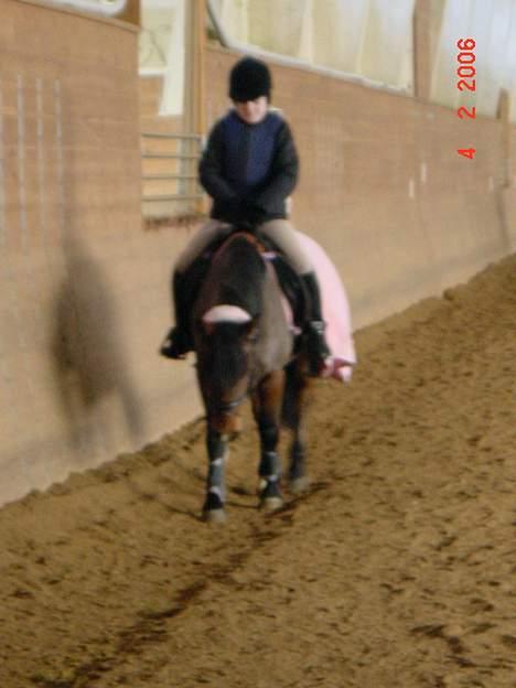 Anden særlig race Lotte R.I.P - nanna og lotte inden hun fik en skade; billede 13