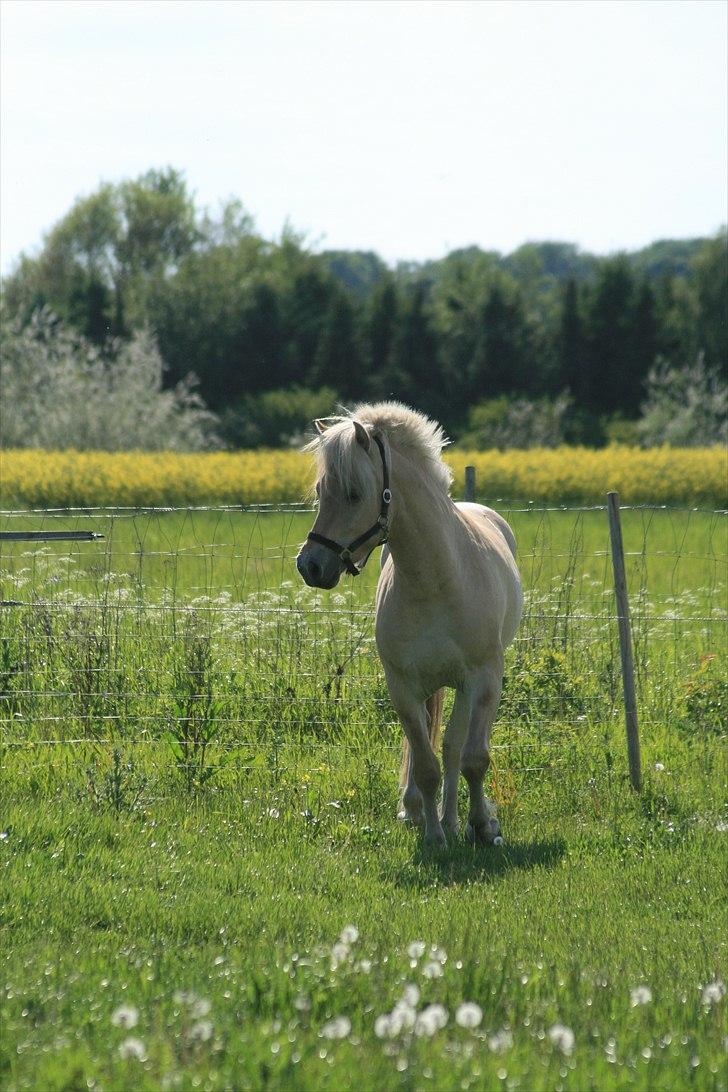 Fjordhest Mosegårdens elegant billede 8
