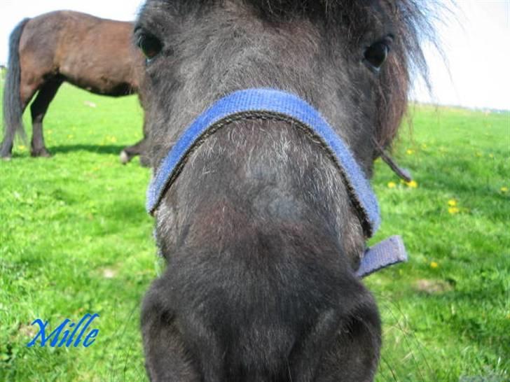 Shetlænder Mille    ~Solgt :'(~ -  Velkommen : )   Maj 08 billede 1