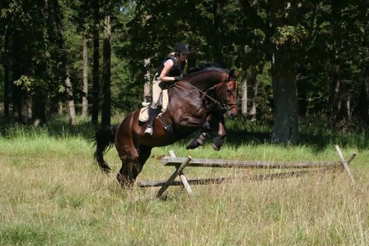 Hannoveraner Gondorri, R.I.P - Hop billede 5