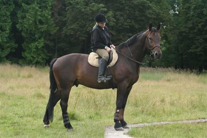 Hannoveraner Gondorri, R.I.P - King off the world billede 6