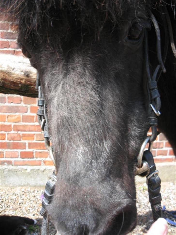 Shetlænder Mille    ~Solgt :'(~ - Mille med sit hovedtøj på inden vi skulle i skoven :) Maj 08 billede 3