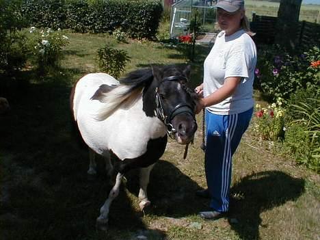 Shetlænder Harry** aflivet 6/3-09** billede 8