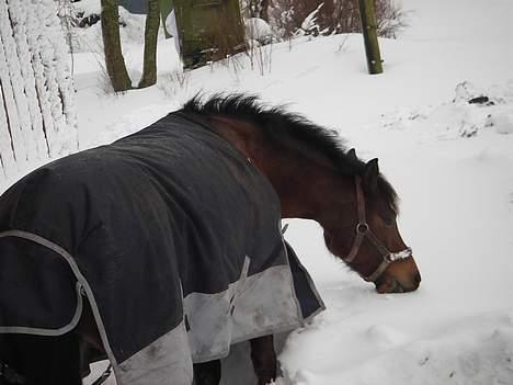 DSP Barbette - så er det blevet vinter billede 14
