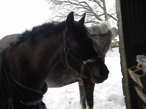 DSP Barbette - hehe dav<3 billede 15