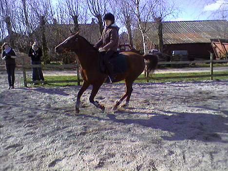 Anden særlig race Roza    (*Solgt*) - Galop! billede 12