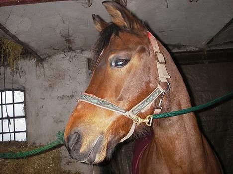 DSP Barbette - barbette i stalden billede 17