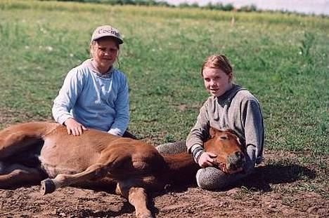 Arabisk fuldblod (OX) Fabhat  - han er så rolig at man kan ligge med ham uden han bliver bange.RIGITG ROLIG billede 4