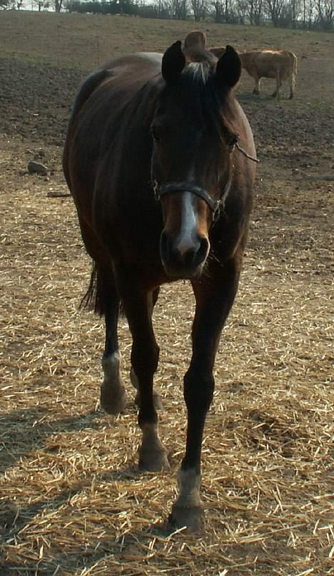 Arabisk fuldblod (OX) cesanta - heeeeeejjjjjj billede 6