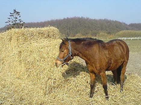 Anden særlig race Filur.(Gamle part):´( - filur i halmen billede 17