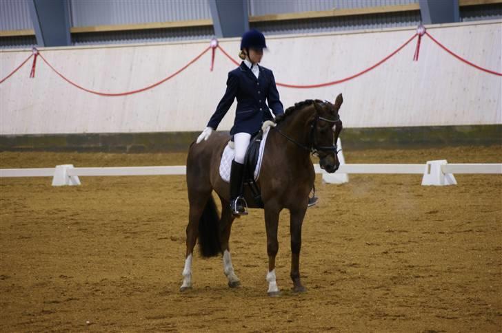 Anden særlig race Fabian - Parade i PRI Herning 09 billede 3