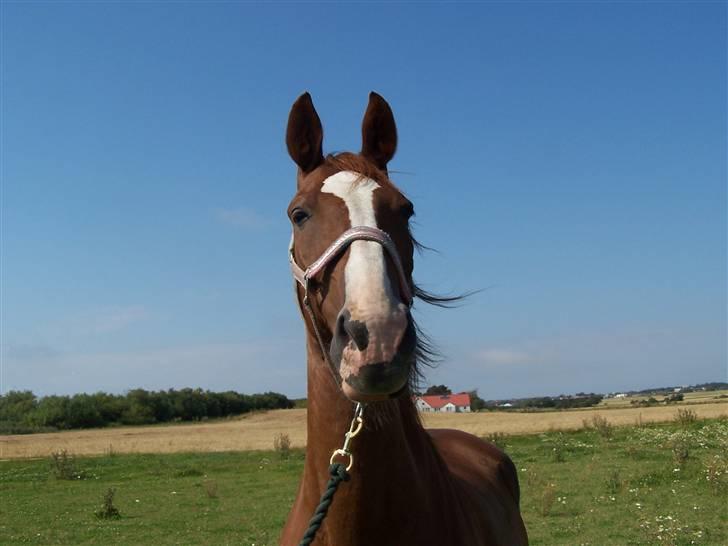 Gelderland Romeo - Dejlige dreng billede 8