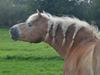 Haflinger WHISKY