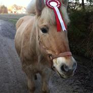 Fjordhest Sofus * Delle *