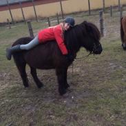 Islænder Emma  fra vinbyholt