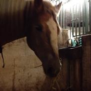 Haflinger Tøtterupgårds Adeus (Haffer)