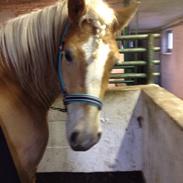 Haflinger Tøtterupgårds Adeus (Haffer)